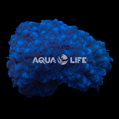 Wysiwyg Plerogyra Sinuosa Bubble Coral #2 (cca.12-15cm)