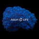 Wysiwyg Plerogyra Sinuosa Bubble Coral #2 (cca.12-15cm)