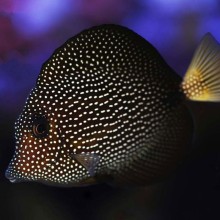 Zebrasoma Gemmatum-Gem Tang