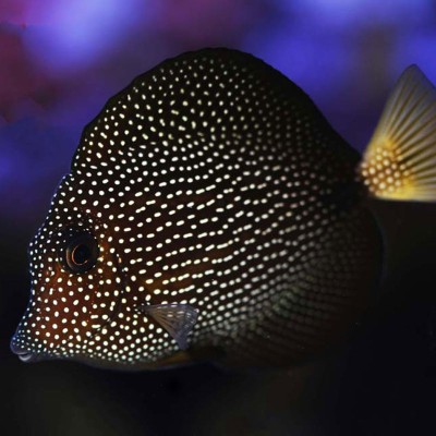 Zebrasoma Gemmatum-Gem Tang