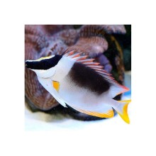 Magnificent Foxface Siganus Magnificus