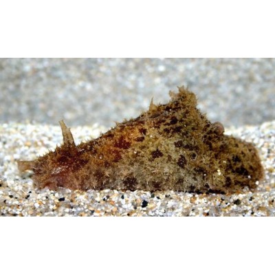 Dolabella Auricularia -Sea Hare Algae Slug