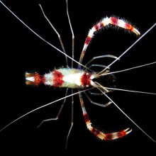 Stenopus Hispidus Coral Banded Shrimp
