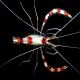 Stenopus Hispidus Coral Banded Shrimp