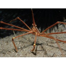 Stenorhynchus seticornis - Arrow Crab