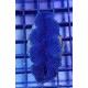 Tridacna Crocea Tridacna Crocea