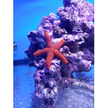 Fromia sp