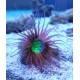 Cerianthus sp (Tube Anemone )
