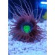 Cerianthus sp (Tube Anemone )