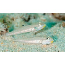 Valenciennea Muralis