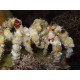 Camposcia Retusa "Decorator Crab"