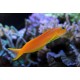 Ecsenius Midas Midas Blenny