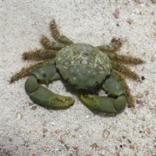 Mithrax Sculptus - Emerald Crab