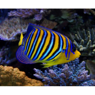 Pygoplites Diacanthus 