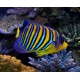 Pygoplites Diacanthus 