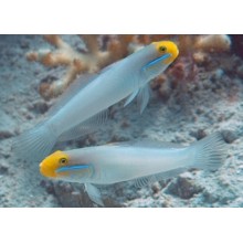 Valenciennea Strigata