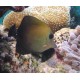 Zebrasoma Scopas  M