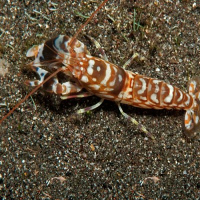 Tiger pistol shrimp Alpheus Bellulus