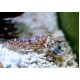 Tiger pistol shrimp Alpheus Bellulus