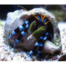 Hermit Crab Blue Leg