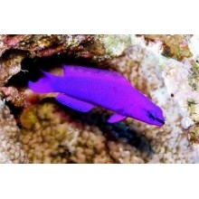 Pseudochromis Fridmani Orchid Dottyback