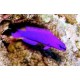 Pseudochromis Fridmani Orchid Dottyback