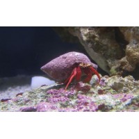 Hermit Crab Red Leg
