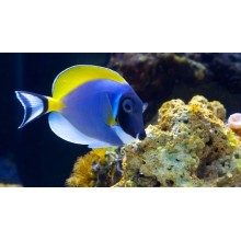 Acanthurus Leucosternon 
