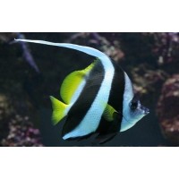 Heniochus Acuminatus M