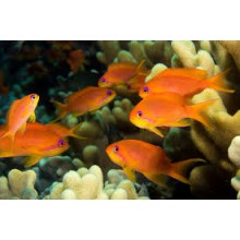 Pseudanthias Squamipinnis