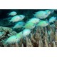 Chromis Viridis Green Reef Chromis