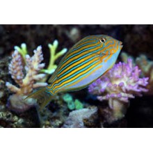 Acanthurus Lineatus M/L