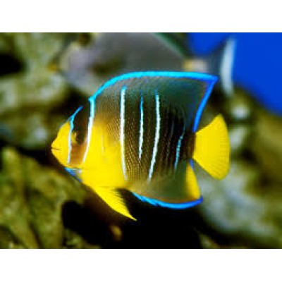 Holacanthus Ciliaris
