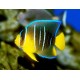 Holacanthus Ciliaris