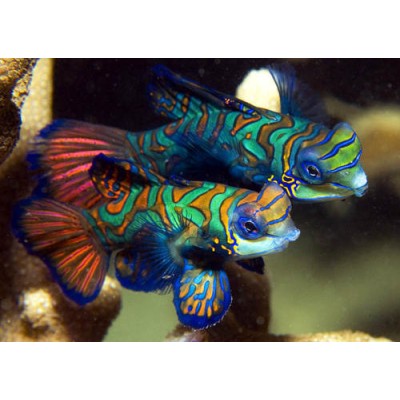 Pterosynchiropus Splendidus Mandarinfish