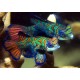 Pterosynchiropus Splendidus Mandarinfish