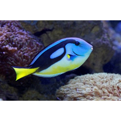 Paracanthurus Hepatus Yellow Belly  (cca.7-8cm)