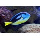 Paracanthurus Hepatus Yellow Belly  (cca.7-8cm)