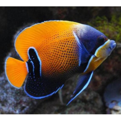 Pomacanthus Navarchus M (Juvenil)