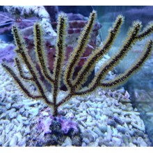 Gorgonia- Menella Yellow 