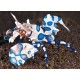 Crevete Hymenocera Elegans -Harlequin Shrimp