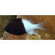 Chromis Bicolor