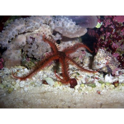 Stea Red Brittle Star (Ophioderma sp.)