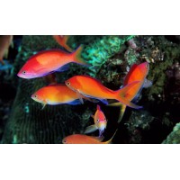 Pseudanthias Dispar