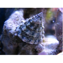 Melc Tectus Fenestratus