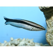Labroides Dimidiatus